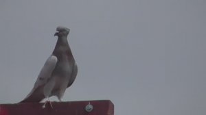 Сиреневый зажигает. Бойные голуби