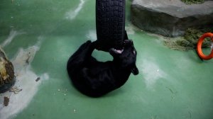 Ягуар Габриэль играет с шиной