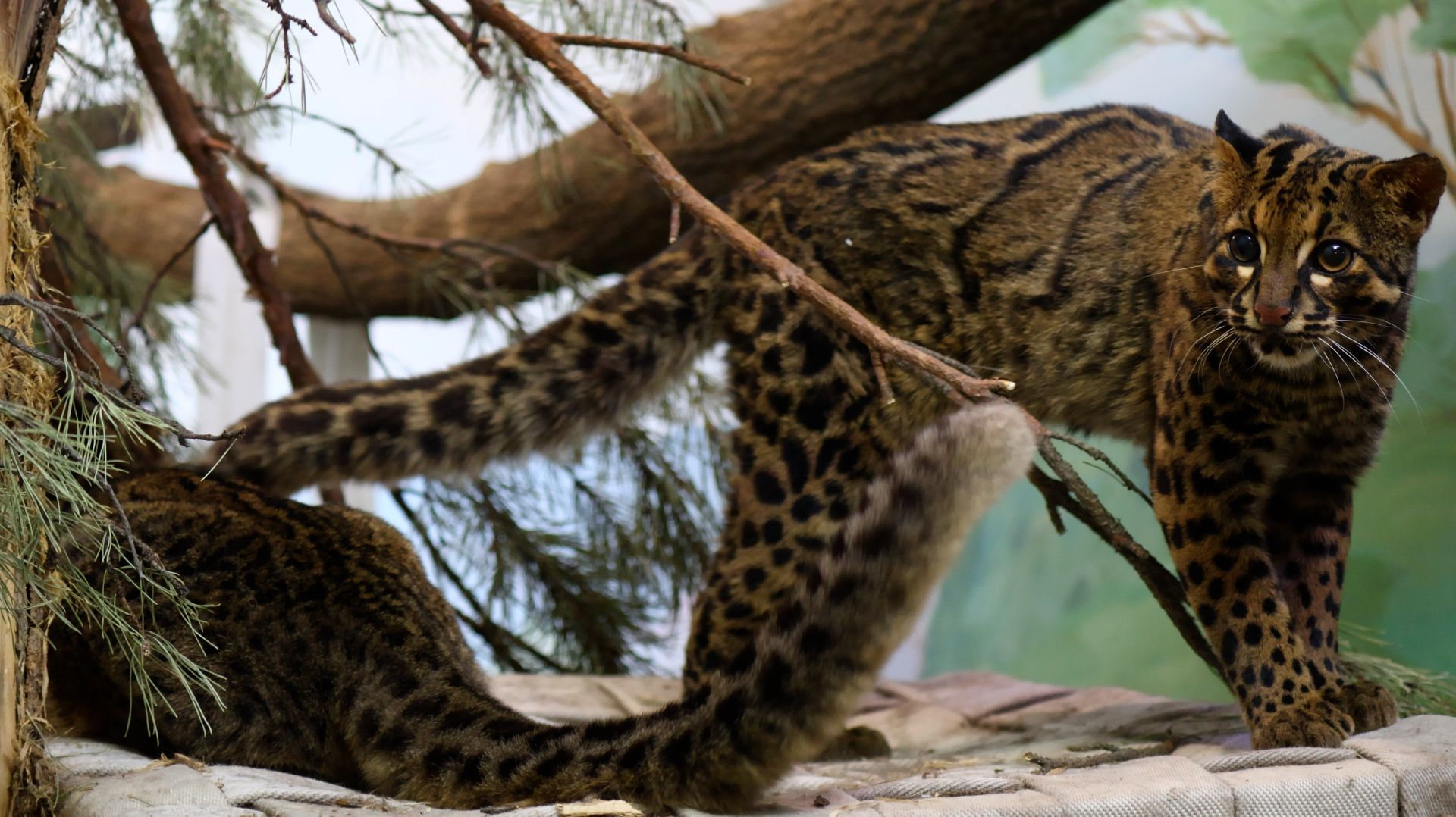 Мраморные ккошки Диа и Пират на гамаке смотреть онлайн