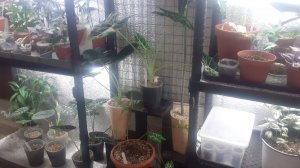 21.01.2026 Стеллажи для цветов и рассады, которые использую я.