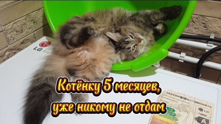 Котёнку Ванессе 5 месяцев, уже никому не отдам, жалко смотреть онлайн