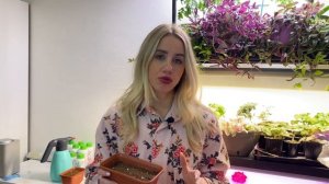 Стратифицируем и сеем землянику Руяну по советам агронома