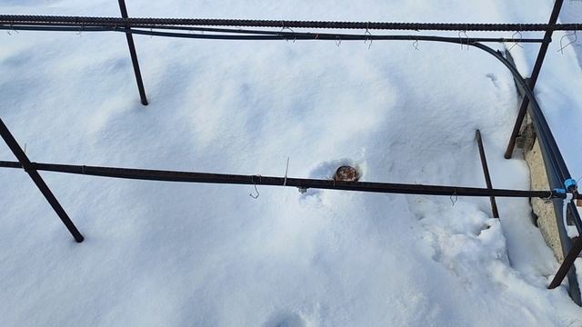 Полив винограда. Продажа саженцев и черенков винограда. Евгений РОМАН. смотреть онлайн