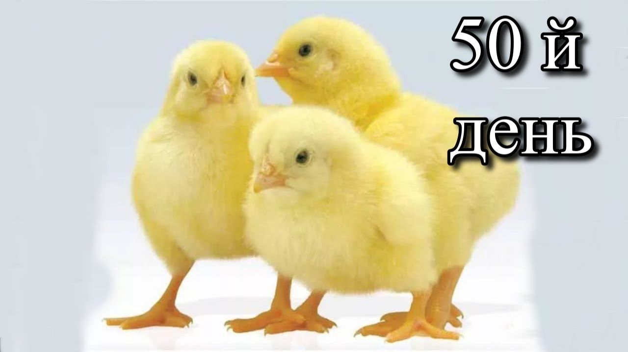 Вес бойлеров в 50 дней,  взвешиваем тушки