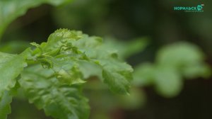 Норильские новости - 20.01.2026