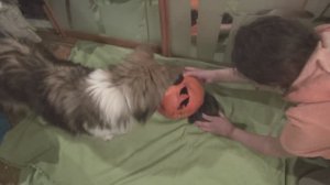 Блэкки и Лета хеллуин2023