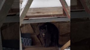 Девушка обнаружила на прогулке очень набожного кота. Бульдог в шоке #shorts