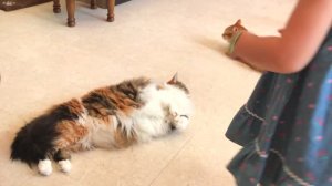 Котики пытались подружиться с Настей в Кошачьем Кафе