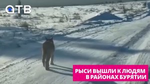 «КЫС-КЫС». Рыси вышли к людям в районах Бурятии