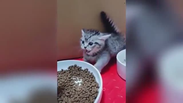 Приготовьтесь к неконтролируемому смеху с этими забавными питомцами! 😂 смотреть онлайн