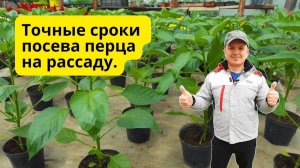 Когда сеять перец на рассаду- точные сроки для всех! Проверено многократно.