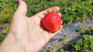 Франческа! Сладчайший сорт.