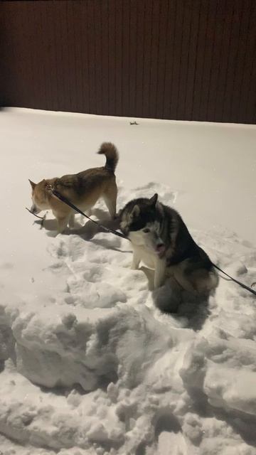 Похищение палочек хаски щенок собака домашниеживотные БрюликиЛиска  dog