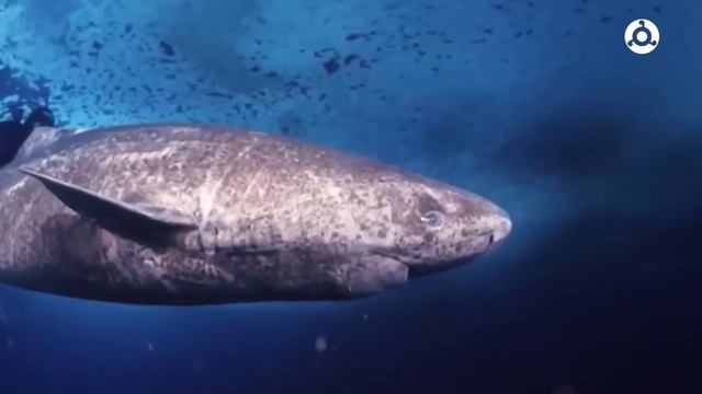 КТО ЗДЕСЬ БОСС? Самые невероятные способности животных 🧬😲 смотреть онлайн