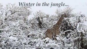 Winter in the jungle...(Instrumental Music from Sergey Kolosov)