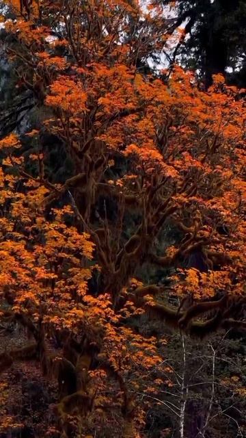 YouCut_20260121_202724790.mp4 смотреть онлайн