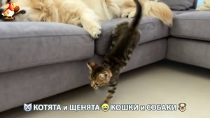 Котята и щенята 🐈🐶 Кошки и собаки 🤗 Милое видео про животных (70)