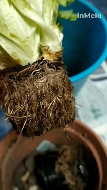 Хочешь всегда иметь зелёный салат на своей кухне,есть вариант. смотреть онлайн