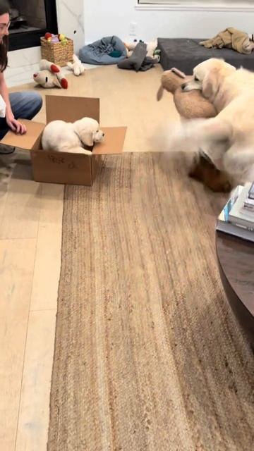 Купили собаке собаку смотреть онлайн