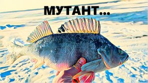 Рыбалка на МОРЕ в МОРОЗ