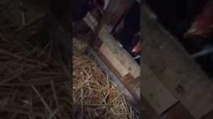 собираю яйца у курей