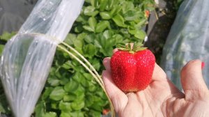 Земляника Кори. Отличный сорт без сомнения !!!!