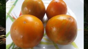 Гномы томатные. Новинки этого года. г. Киров.  т. 89229284031