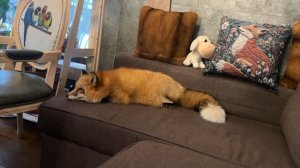 Лиса-Алиса. Место на кухне найдется всем