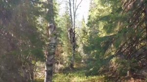 НЕЖДАННЫЙ ГОСТЬ 🐻 (архивное видео)