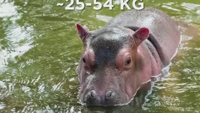 Худшие Родители Среди Животных. смотреть онлайн