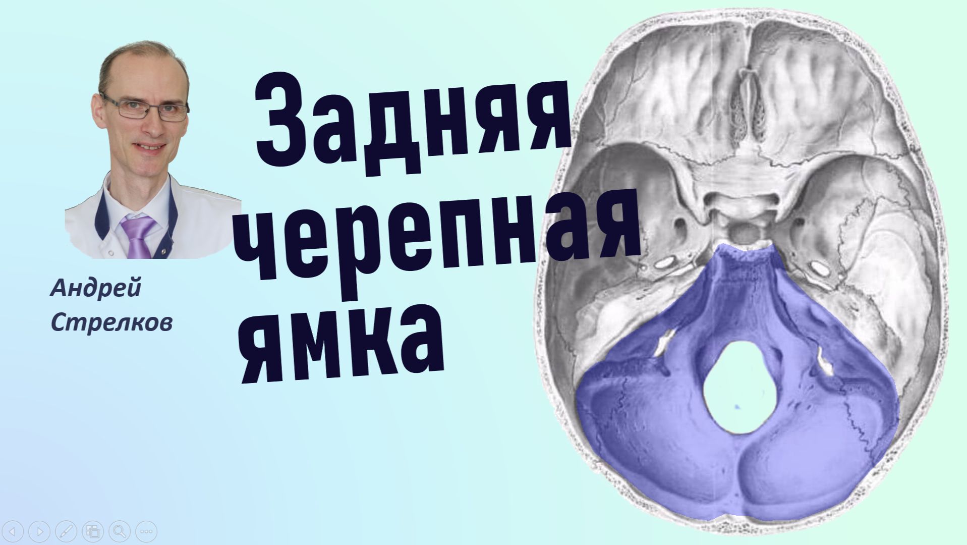 Задняя черепная ямка. Анатомия, границы, сообщения смотреть онлайн