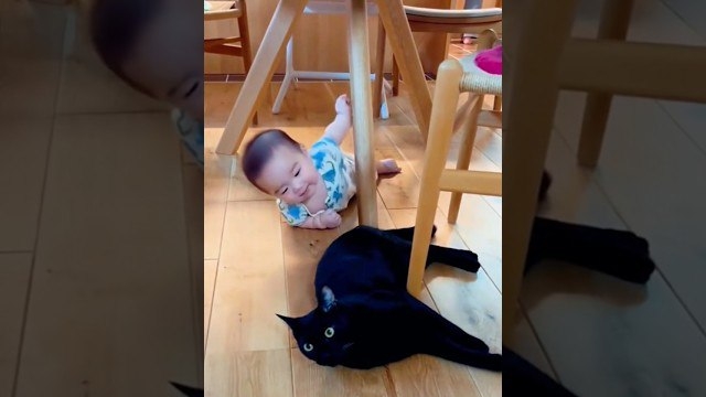 смешные кошки смотреть онлайн