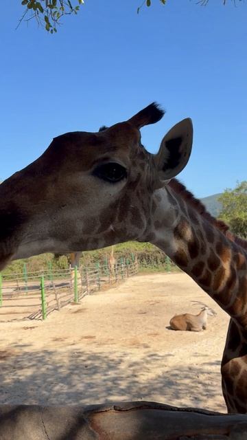Дираф смотреть онлайн
