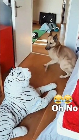 смешные собаки!) смотреть онлайн