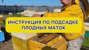Инструкция по подсадке плодных маток