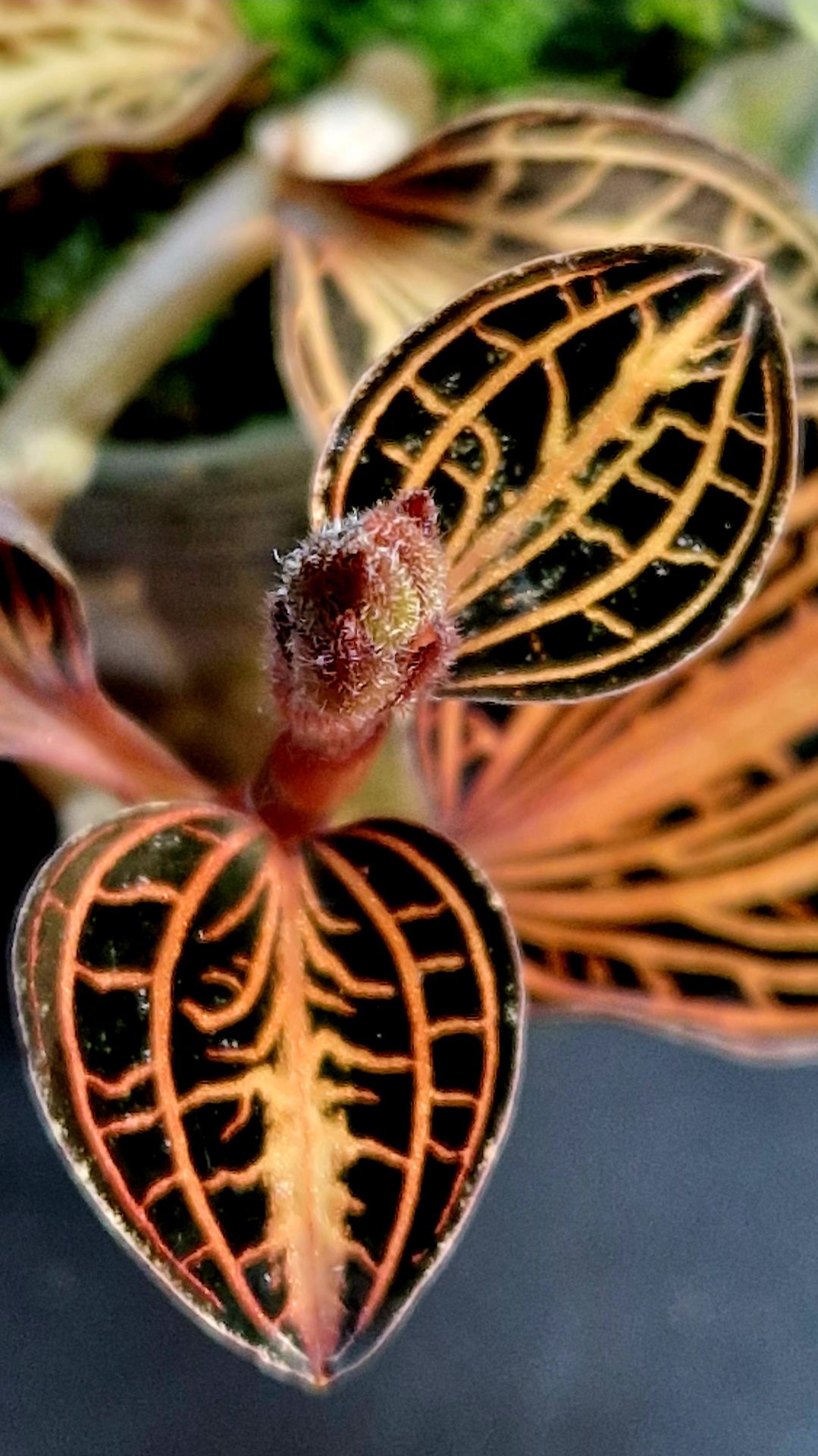 Anoectochilus siamensis 'White Center' драгоценная орхидея. смотреть онлайн