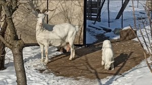 Сыр удался//Козы на прогулке//Запаслась кормами//Лёгкий ужин.