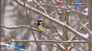 Костромичей просят помочь птицам благополучно пережить предстоящие морозы