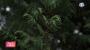 Рубрика «Фразеологизмы». Выпуск от 21.01.2026