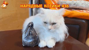 Нарядные Котики расслабляются на солнышке 🌞 🐈🐈🐈 (436)