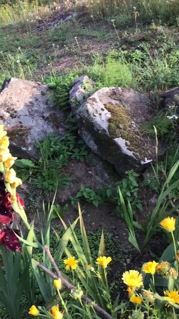 Ленобласть. Хвойное. 31.07.2024. Цветы на даче. Гладиолусы, календула, лапчатка кустарниковая, мята