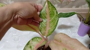 Комнатные цветы/растения . Аглаонемы в январе. Взрослые аглаонемы.