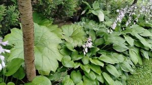 Убрала бузульники из-за сиреневого цветения хосты и астильбы.