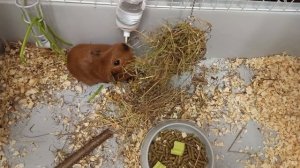 КАК ДРЕССИРОВАТЬ МОРСКУЮ СВИНКУ?/Дрессируем Орешка 🐹/Морская Свинка Орешек