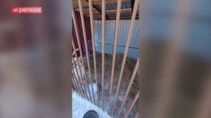 НЕРАВНОДУШНЫЕ ЖИТЕЛИ КАМЧАТКИ ПОМОГЛИ ОСВОБОДИТЬ СОБАЧИЙ ПРИЮТ ИЗ СНЕЖНОГО ПЛЕНА • НОВОСТИ КАМЧАТКИ