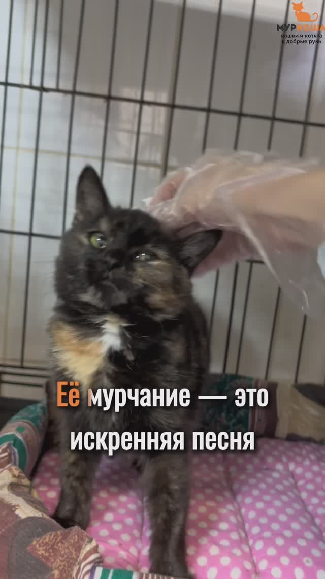 Календула ждёт вас в приюте #Муркоша