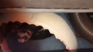 два брата-акробата, два хорька-ренегата