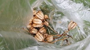 Лилия Мартагон - семена и луковица,  пионовые пяточки. Старое видео