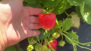 Новика нсд 23г. Часть 4. Рабунда. Любовь с первого взгляда‼️‼️‼️‼️