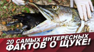 ТОП 20 САМЫХ ИНЕТЕРЕСНЫХ ФАКТОВ О ЩУКЕ О КОТОРЫХ ТЫ ТОЧНО НЕ ЗНАЛ!